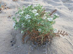 Echinophora spinosa