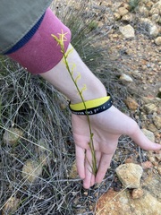 Tripterococcus brunonis