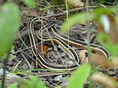 Thamnophis saurita septentrionalis