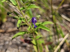 Trichostema dichotomum