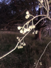 Eucalyptus melliodora