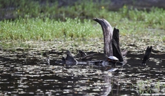 Chrysemys picta picta