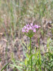 Allium angulosum