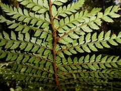 Polystichum proliferum