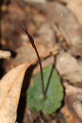 Acianthus caudatus