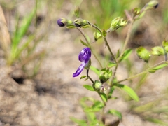 Trichostema dichotomum