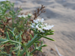 Echinophora spinosa