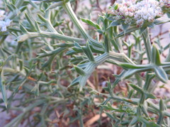 Echinophora spinosa