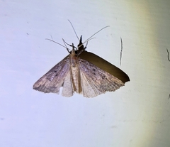 Hypena scabra