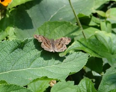 Antigonus funebris