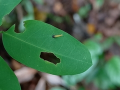 Polyura hebe
