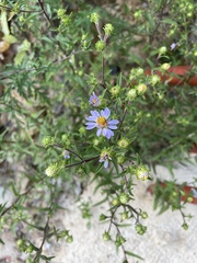 Symphyotrichum oblongifolium
