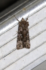 Autographa corusca