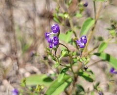 Trichostema dichotomum