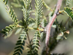 Vachellia schaffneri bravoensis