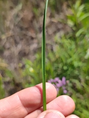 Allium angulosum