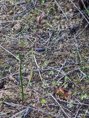 Thelymitra antennifera