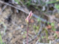 Thelymitra antennifera