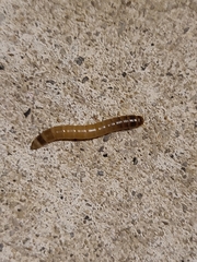 Blapstinus