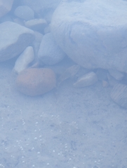 Cottus