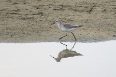 Calidris ferruginea