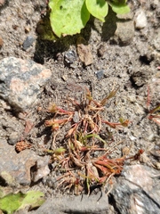 Juncus ranarius