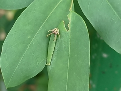 Polyura hebe