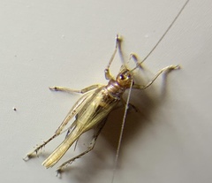 Anaxipha exigua