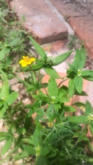 Melampodium linearilobum