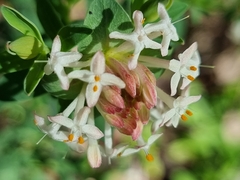 Pimelea
