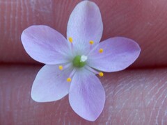 Phemeranthus parviflorus