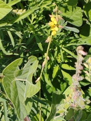 Crotalaria pumila