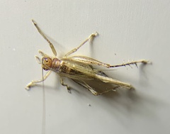 Anaxipha exigua