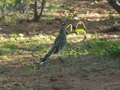 Geococcyx californianus
