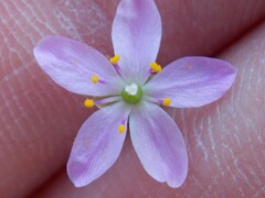 Phemeranthus parviflorus