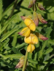 Crotalaria pumila