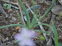 Phemeranthus parviflorus