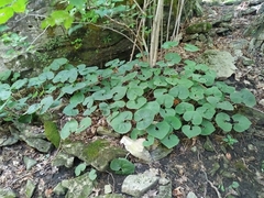 Asarum canadense