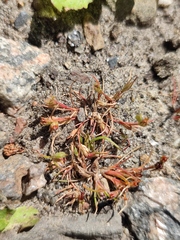 Juncus ranarius