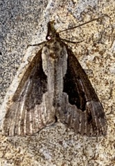 Hypena baltimoralis