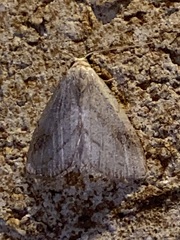 Rivula propinqualis