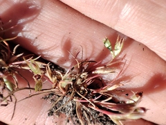 Juncus ranarius