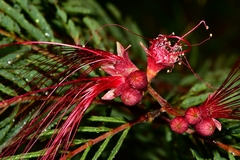 Calliandra houstoniana
