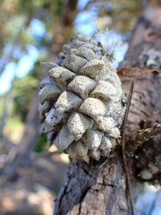 Pinus muricata