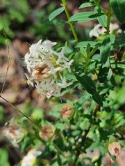 Pimelea