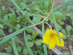 Talinum polygaloides