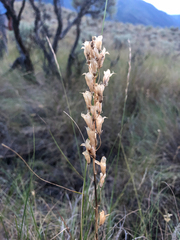 Toxicoscordion venenosum