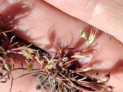 Juncus ranarius