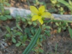 Talinum polygaloides