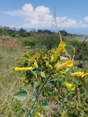 Nicotiana glauca